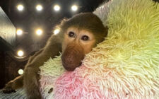 DHL-Lieferungen 2025