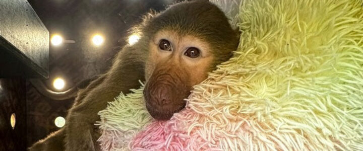 DHL-Lieferungen 2025